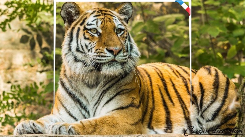 TOP 5 des meilleures housses de coussin motif animaux