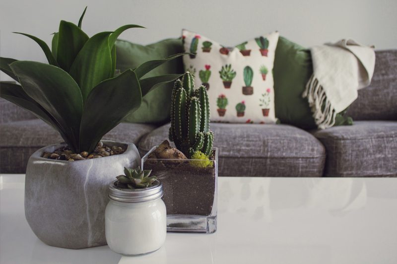Comment utiliser les plantes d'intérieur pour apporter de la vie à votre maison